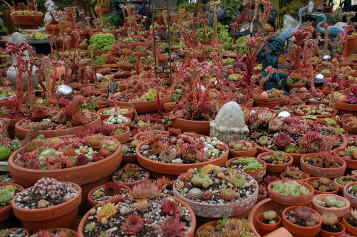 Sempervivum Dachwurz Hauswurz